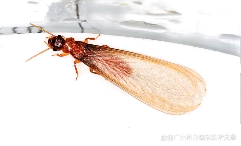 白蟻的天敵是什麼