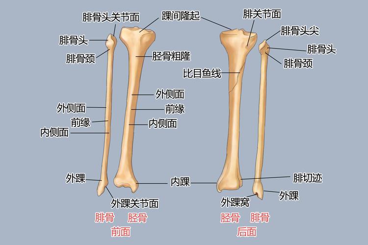 脛骨在哪裡