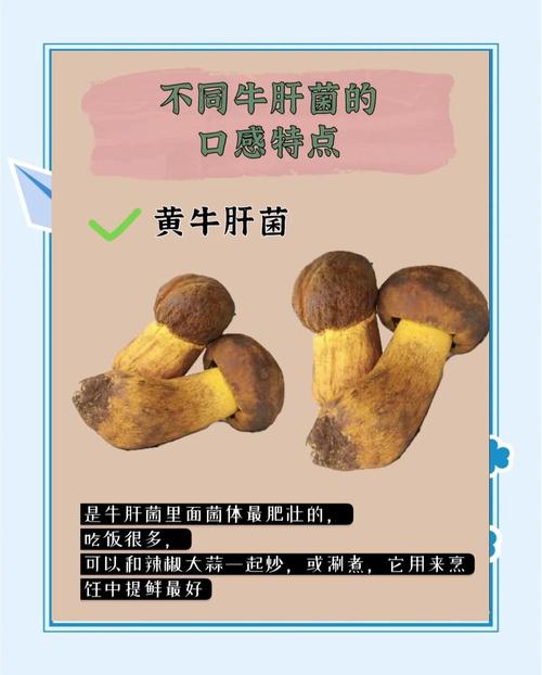 牛肝菌可以吃嗎