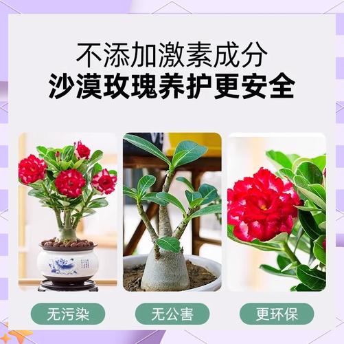 沙漠玫瑰用什麼肥料