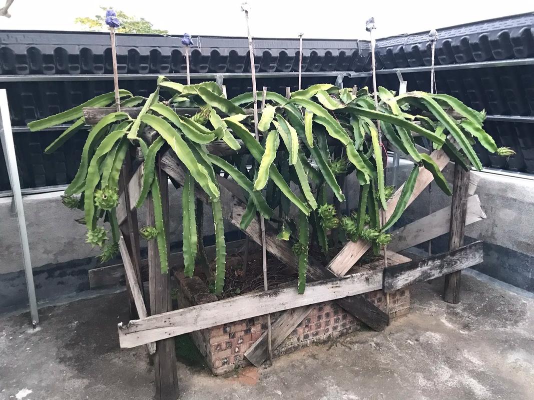火龍果需要梳枝條嗎