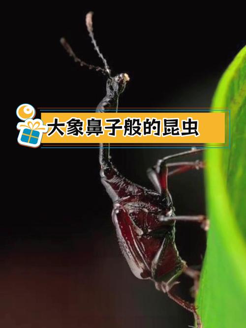 捲葉象鼻蟲是害蟲嗎