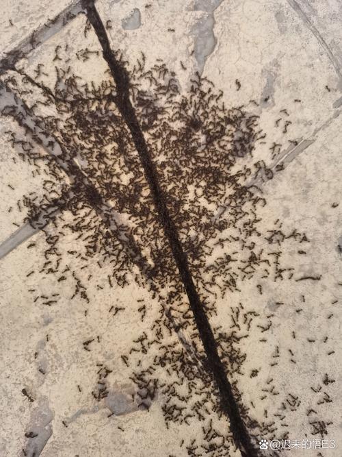 螞蟻會找水源嗎