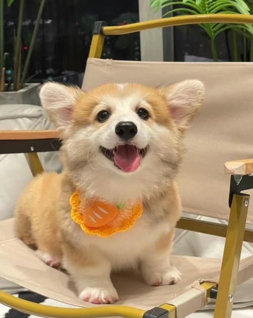 狗花生
