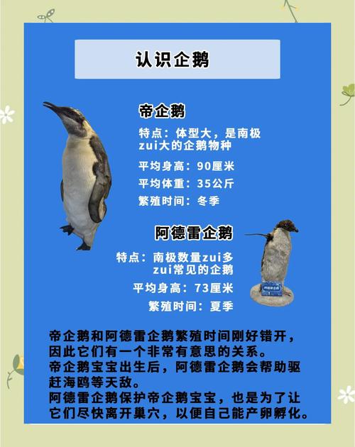企鵝為何不怕冷