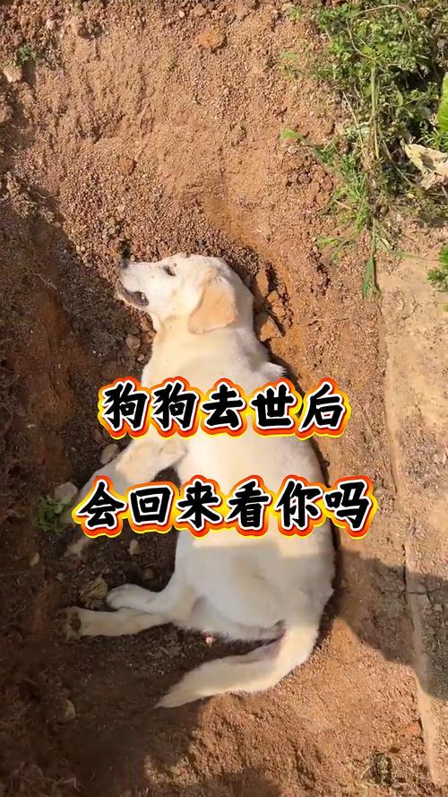 夢到過世的狗狗