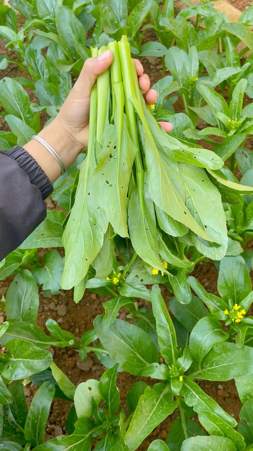 蕾心菜是什麼