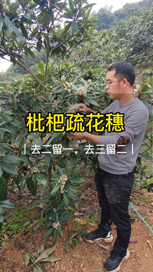 枇杷何時修剪