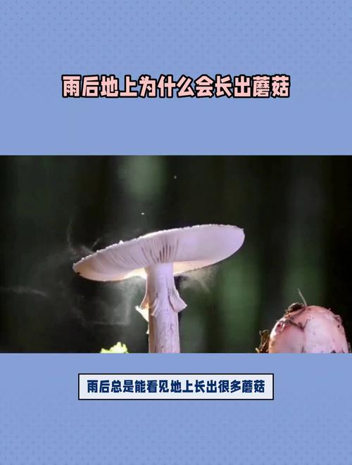 為什麼會長蘑菇