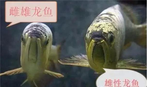 龍魚怎麼分辨公母