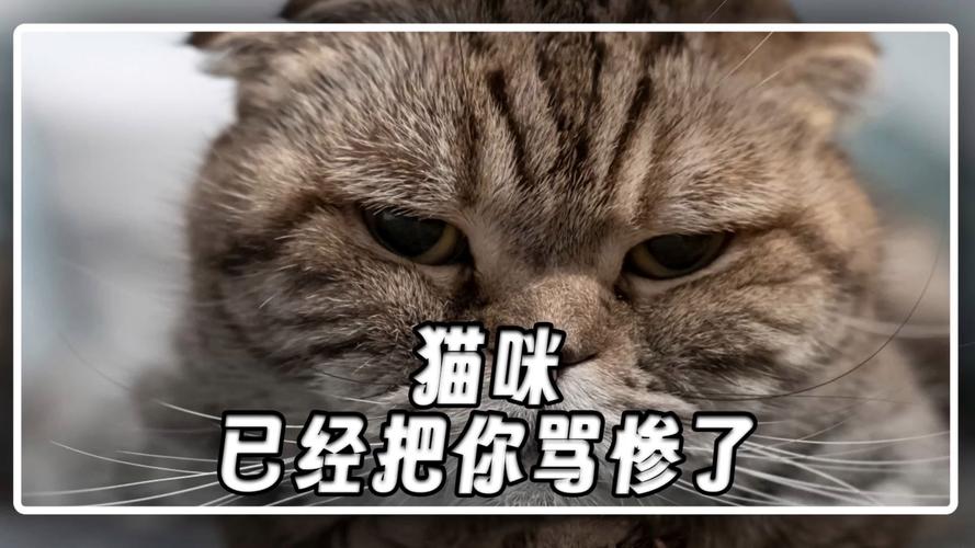 貓咪知道被罵嗎