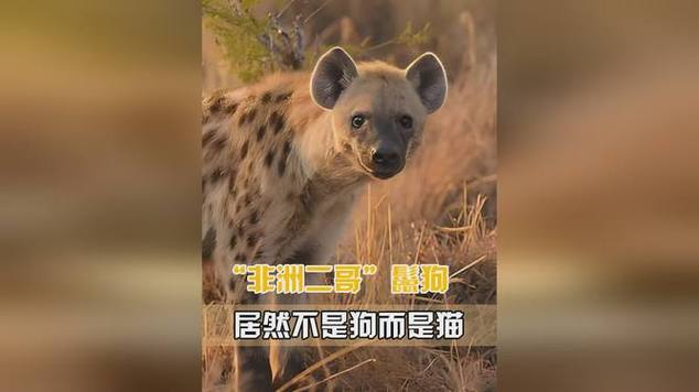鬣狗是貓嗎