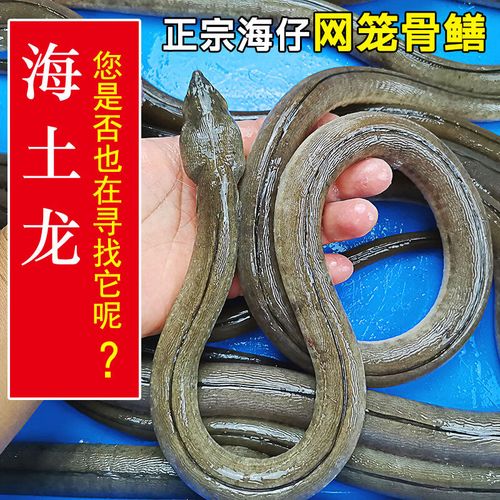 鰻魚的骨頭可以吃嗎