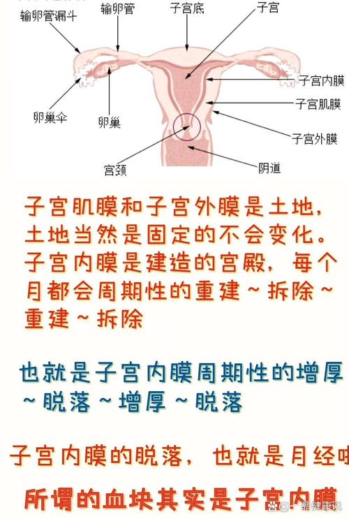 為什麼子宮頸會打開