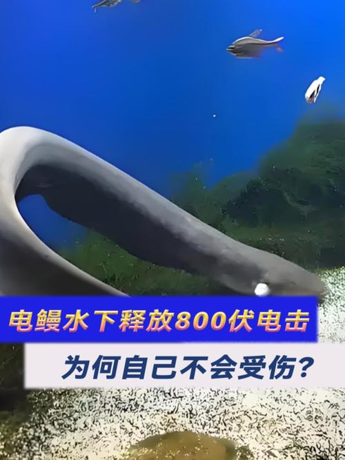 電鰻真的會放電嗎