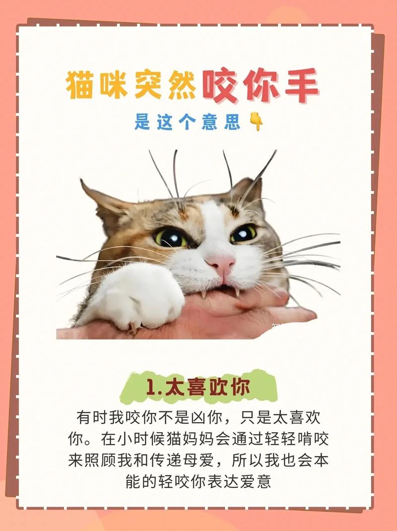 貓咪幾歲愛咬人
