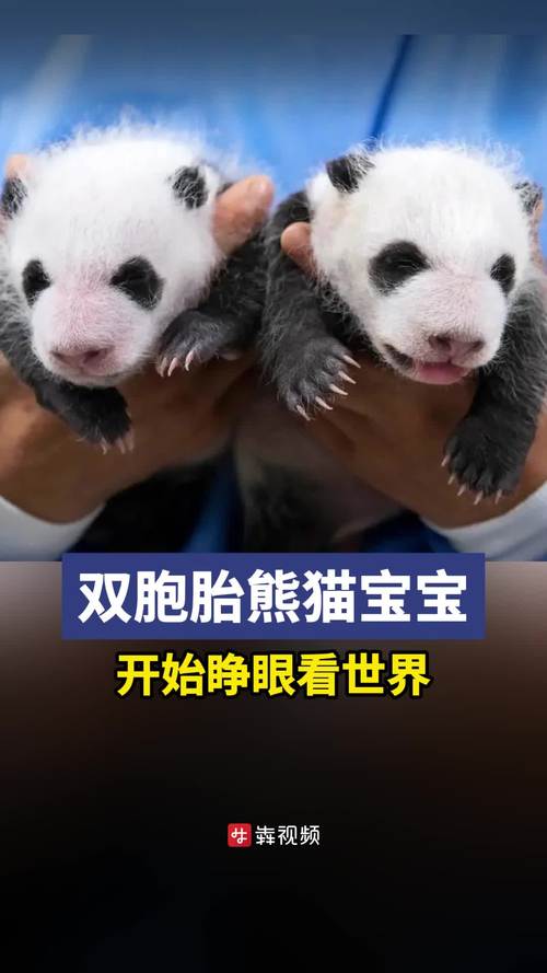 熊貓bb幾時見面