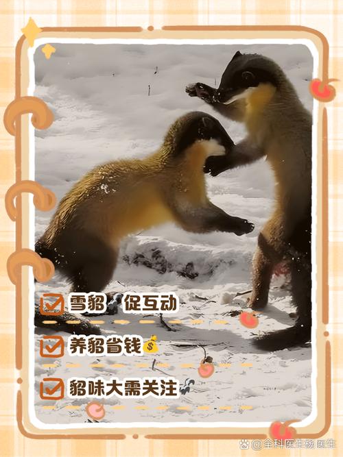 台灣可以養貂嗎