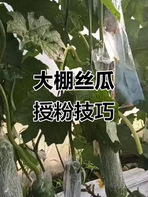 絲瓜要授粉嗎