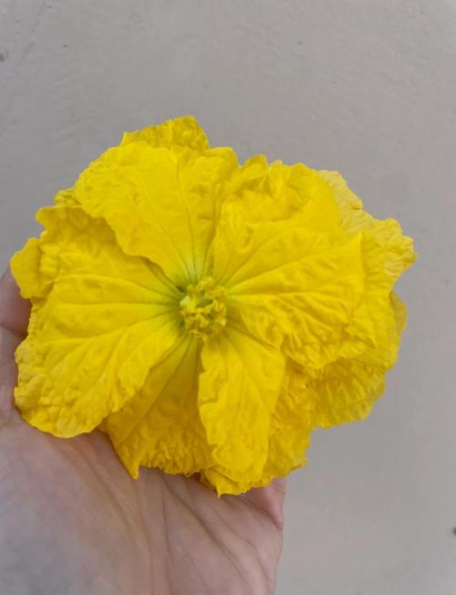 絲瓜何時開花