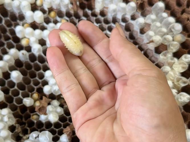 如何防止虎頭蜂