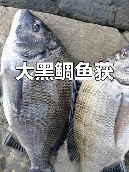 黑鯛會吃玉米粒嗎