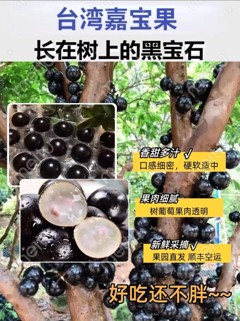 樹葡萄的籽可以種嗎