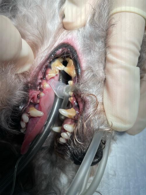 狗狗牙齦顏色:洞察毛孩健康的關鍵指標與應對策略 1 狗狗牙齦顏色