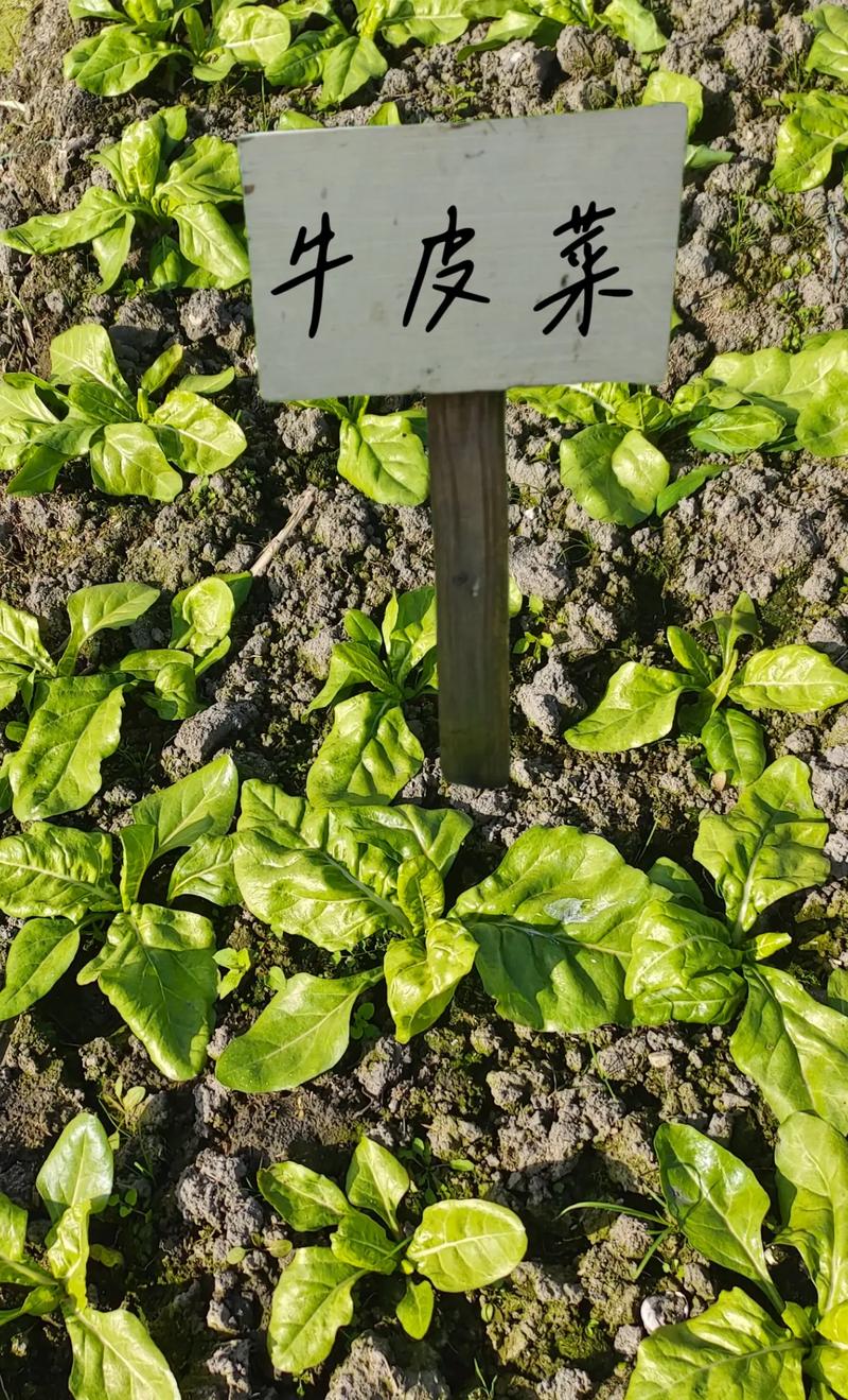 牛皮菜幾月種