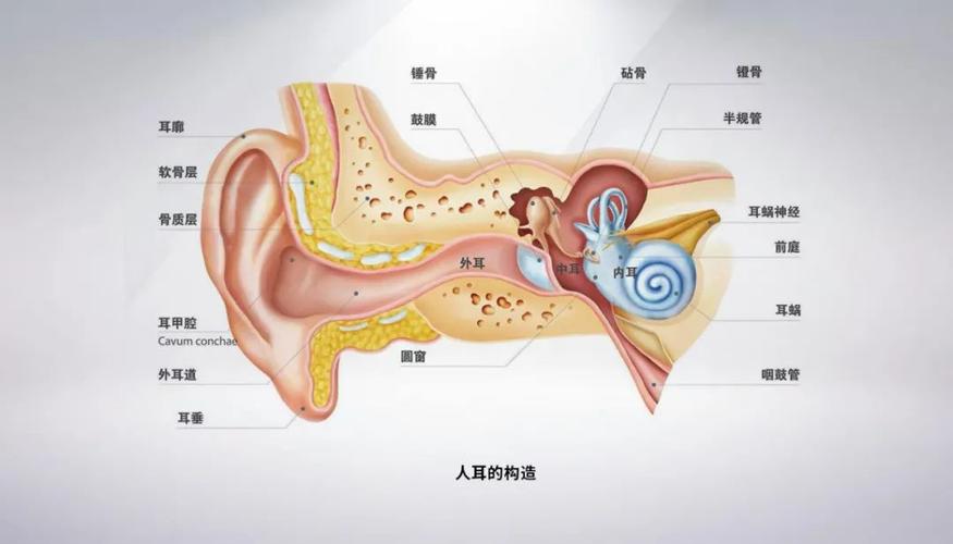 耳蝸是什麼
