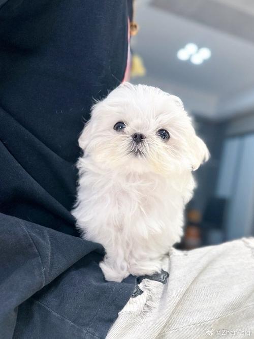 瑪爾濟斯愛叫嗎