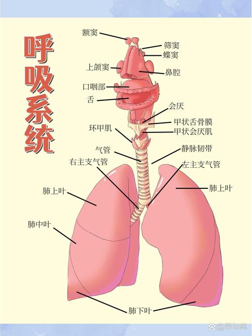 呼吸有咻咻聲看哪一科