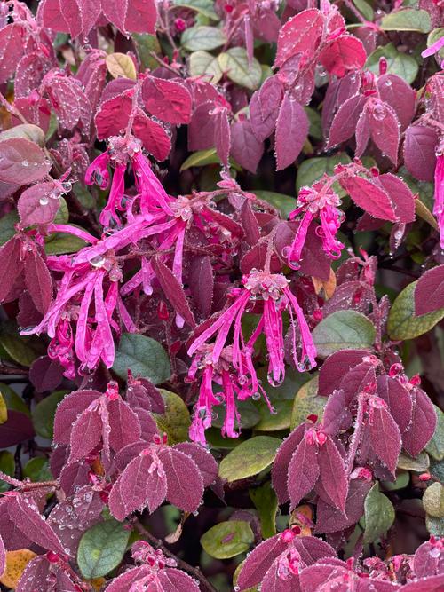 紅花繼木有毒嗎 - 園藝愛好者必讀:深入解析與安全指南 1 紅花繼木有毒嗎