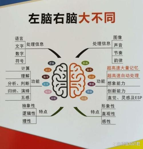 左撇子哪個腦發達