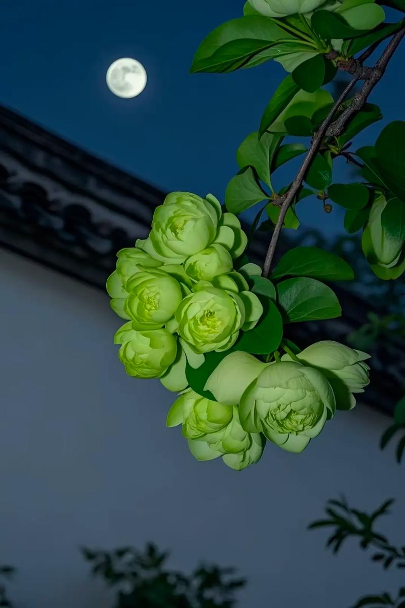 海棠是誰全面解析:從植物花卉到文學人物的多重身份 3 海棠是誰