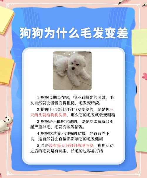 如何讓狗毛漂亮