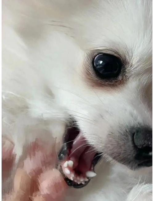 狗狗換牙