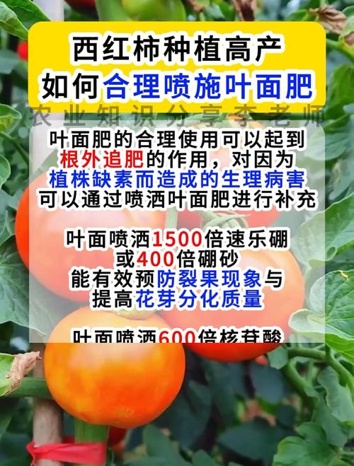番茄施什麼肥才會甜