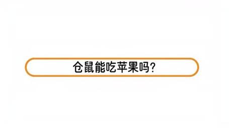 倉鼠可以吃蘋果嗎