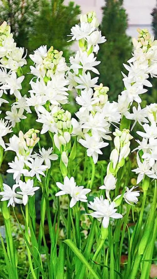 什麼花比較香