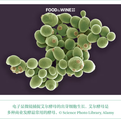 酵母菌是哪一界