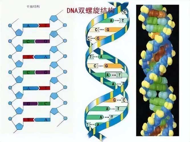 DNA必為雙股嗎