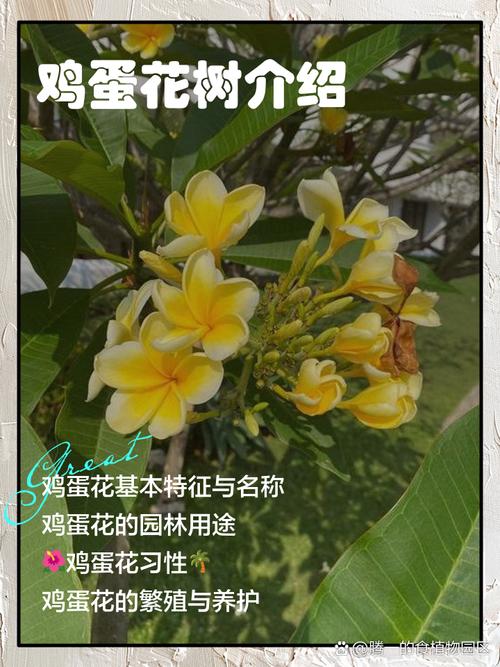 雞蛋花為什麼不開花