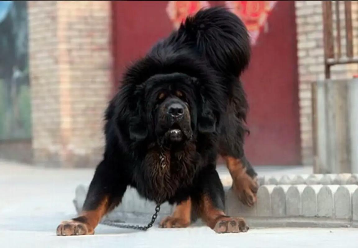 藏獒會攻擊人嗎?深度解析藏獒犬的性情、風險與安全飼養之道 1 藏獒會攻擊人嗎