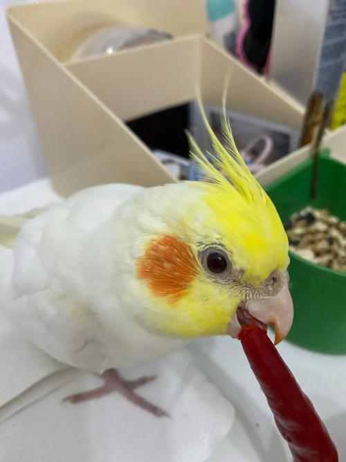 鳥會吃辣嗎
