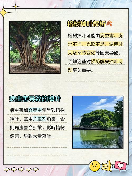 榕樹會掉葉子嗎