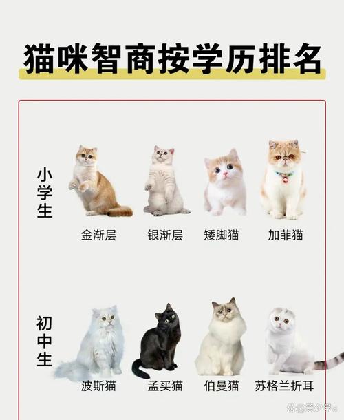 哪種貓最聰明