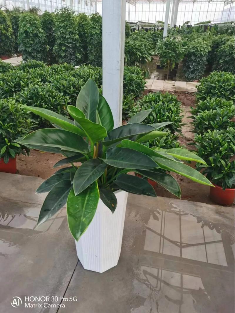 可以買大陸的植物嗎