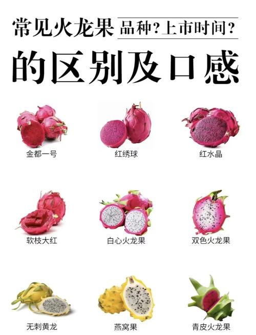 火龍果怕熱嗎?深度解析火龍果的耐熱性與高溫栽培管理策略 3 火龍果怕熱嗎