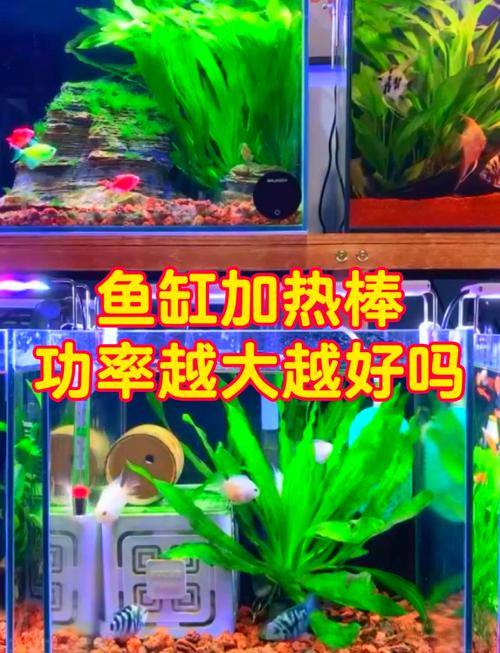 魚缸加熱棒怎麼選